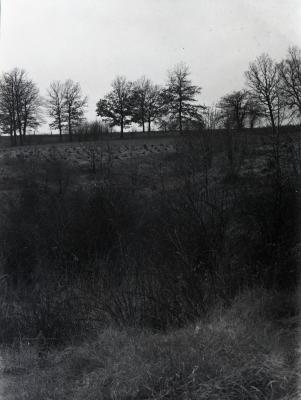 Landscape with small red pines in background, planted in 1941, west of Hemlock or Hawthorn Collection 