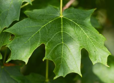 Acer saccharum ‘Morton’ (CRESCENDO™ sugar maple), leaf