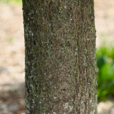 Acer saccharum ‘Morton’ (CRESCENDO™ sugar maple), bark
