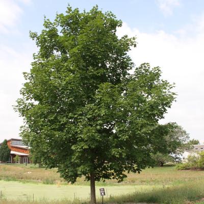 Acer saccharum ‘Morton’ (CRESCENDO™ sugar maple), form