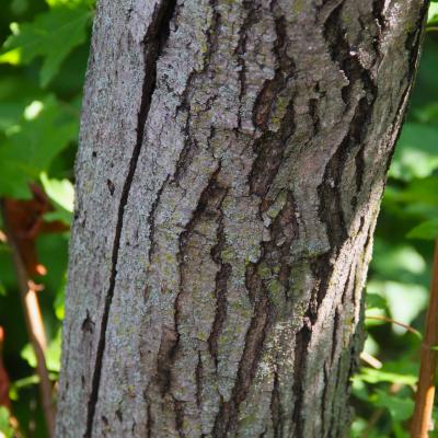 Acer tataricum ssp. ginnala (Maxim.) Wesm., bark