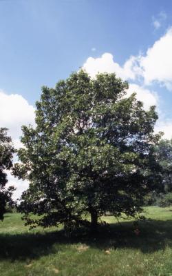 Quercus acerifolia (maple-leaved oak), habit, summer
