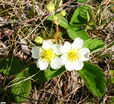 Fragaria virginiana Mill. (wild strawberry), flower buds