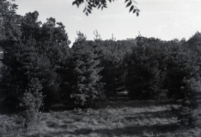 Large evergreen trees in forestry plot