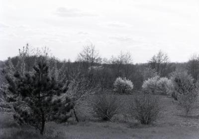 Trees in bloom in open area, looking over Chinese Group