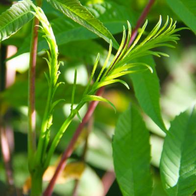 Rhus glabra L. (smooth sumac), young leaf