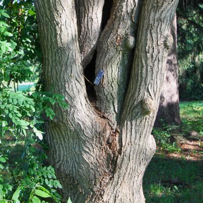 Sophora japonica L. (scholar tree), bark