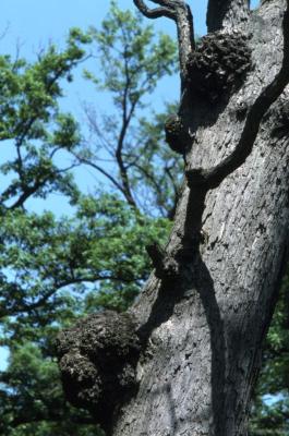 Quercus alba (white oak), galls on trunk