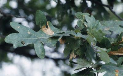 Quercus alba (white oak), diseased leaves