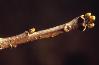 Quercus bicolor (swamp white oak), bud detail
