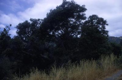 Quercus agrifolia (California live oak), crown