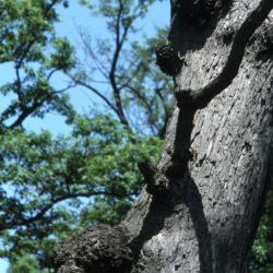 Quercus alba (white oak), tall trunk near road