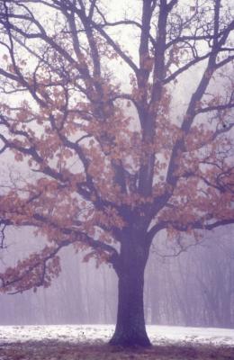 Quercus alba (white oak), habit
