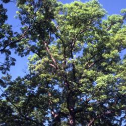 Quercus alba (white oak), bud detail