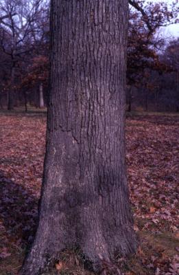 Quercus alba (white oak), mature trunk base