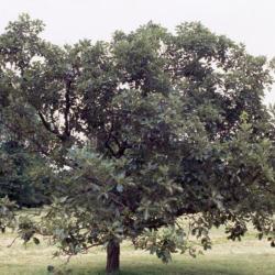 Quercus aliena (oriental white oak), acorns and diseased leaves detail