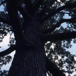 Quercus alba (white oak), gall near trunk base detail