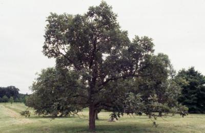 Quercus aliena (oriental white oak), habit, summer