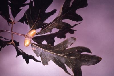 Quercus alba (white oak), acorns detail