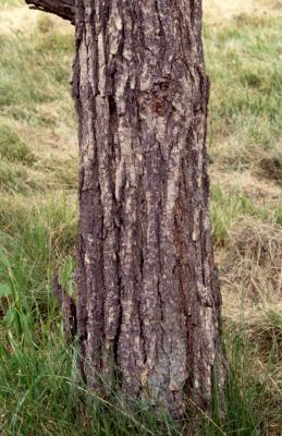 Quercus aliena (oriental white oak), trunk base detail