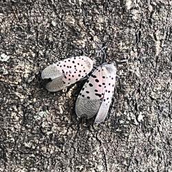 Two Spotted Lanternflies against Tree Bark