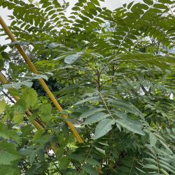 Tree of Heaven (Ailanthus altissima), Host Plant of the Spotted Lanternfly, Branches and Leaves