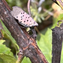Side View of a Spotted Lanternfly on a Branch