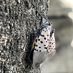 Side View of Two Spotted Lanternflies 