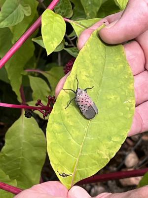 Spotted Lanternfly on a Leaf