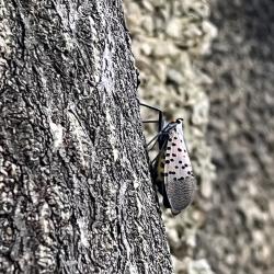 Side View of a Spotted Lanternfly on a Tree
