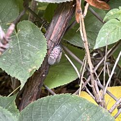 Spotted Lanternfly on a Branch