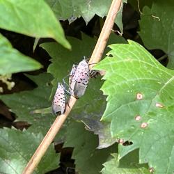 Three Spotted Lanternflies on Thin Branch or Twig