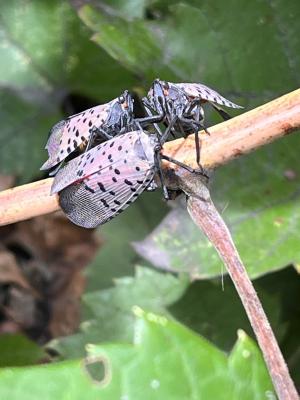 Three Spotted Lanternflies on Thin Branch or Twig
