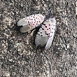 Two Spotted Lanternflies against Tree Bark
