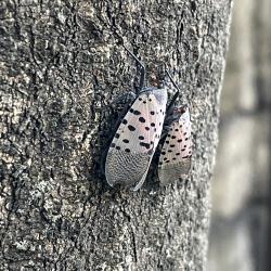 Two Spotted Lanternflies on a Tree