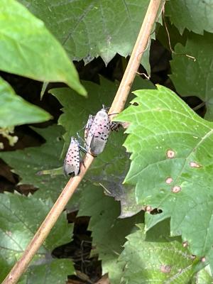 Three Spotted Lanternflies on Thin Branch or Twig