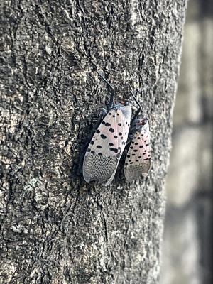 Two Spotted Lanternflies on a Tree