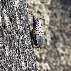 Side View of a Spotted Lanternfly on a Tree

