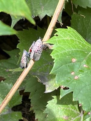 Three Spotted Lanternflies on Thin Branch or Twig
