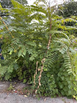 Tree of Heaven (Ailanthus altissima), Host Plant of the Spotted Lanternfly, Habit