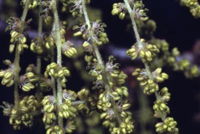 Quercus bicolor (swamp white oak), male flowers detail