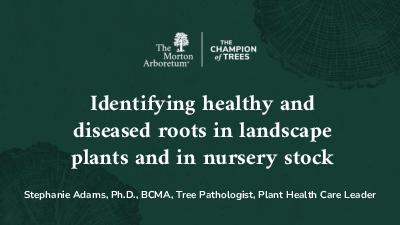 Identifying healthy and diseased roots in landscape plants and in nursery stock by Stephanie Adams, Ph.D., BCMA, Tree Pathologist, Plant Health Care Leader
