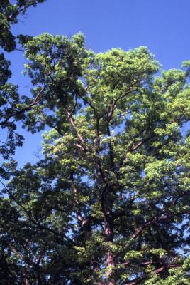 Quercus alba (white oak), crown