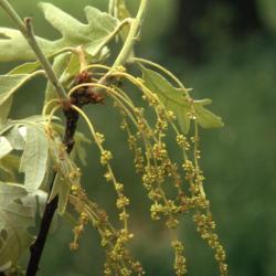 Quercus aliena (oriental white oak), leaves detail