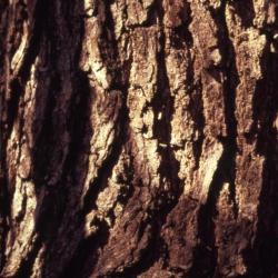 Quercus bicolor (swamp white oak), bark detail