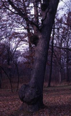 Quercus alba (white oak), galls near trunk base