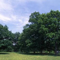 Quercus (oak), seedling