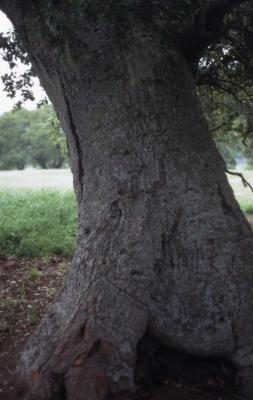 Quercus agrifolia (California live oak), mature trunk detail