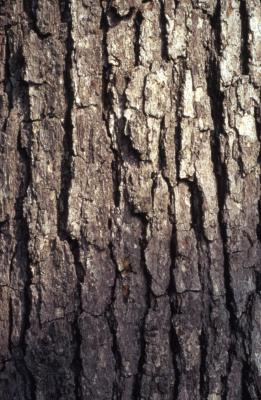 Quercus alba (white oak), bark detail