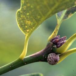 Corylus colurna (Turkish Hazelnut), habit, summer